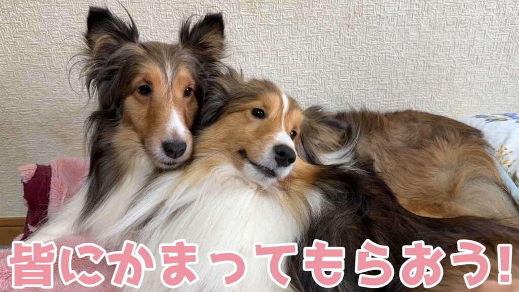 【シェルティ】みんなにかまってもらおう🐾【甘えん坊だ】