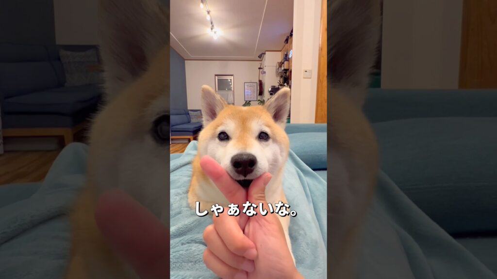条件反射？🐶#柴犬 #shibainu #shorts