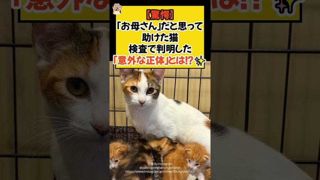 【驚愕】「お母さん」だと思って助けた猫。検査で判明した「意外な正体」とは!?✨ #shorts #cat #保護猫 #猫のいる暮らし #ほっこり #ねこ #青山龍星 【驚愕】「お母さん」だと思って助けた猫。検査で判明した「意外な正体」とは!?✨ #shorts #cat #保護猫 #猫のいる暮らし #ほっこり #ねこ #青山龍星