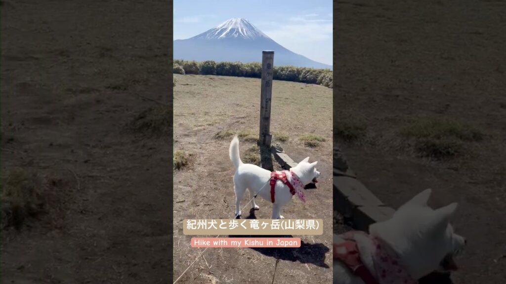 紀州犬・隼丸と歩く竜ヶ岳⛰️大好きな柴さんも一緒| Mt. Ryugadake with my Kishu #犬のいる暮らし #hiking