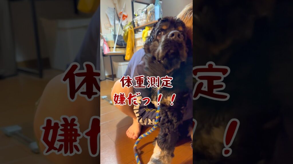 ドキドキの体重測定の結果は…❓#アメリカンコッカースパニエル#アメコカ#犬#犬との暮らし#cockerspaniel#中型犬#可愛い#犬のいる生活#puppies #犬との暮らし#shorts