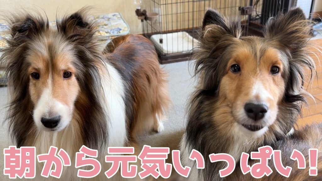 【シェルティ】朝から元気いっぱい✨【おしゃべり大好き】