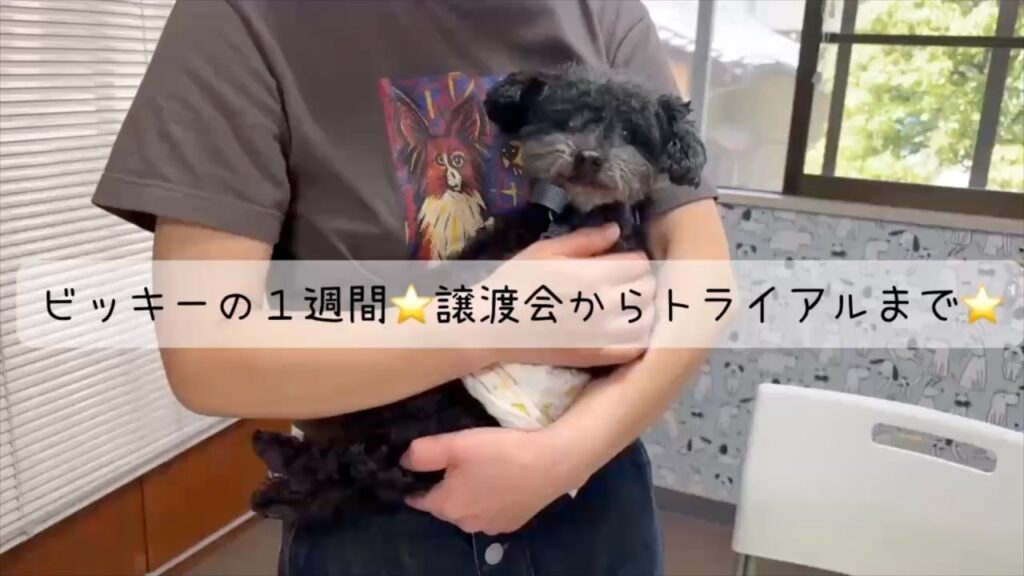 シニアのトイプードルの門出と、今すべての飼い主さんに伝えたいこと