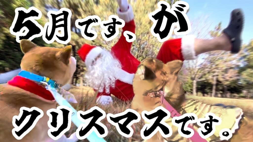 5月ですが、クリスマスがやってきました。 5月ですが、クリスマスがやってきました。