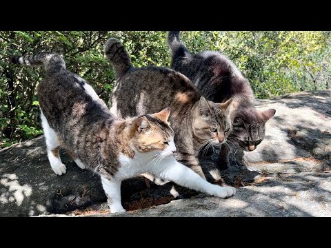 次々と到着した仲間たちと挨拶を交わして行く仲睦まじい猫の集会 次々と到着した仲間たちと挨拶を交わして行く仲睦まじい猫の集会