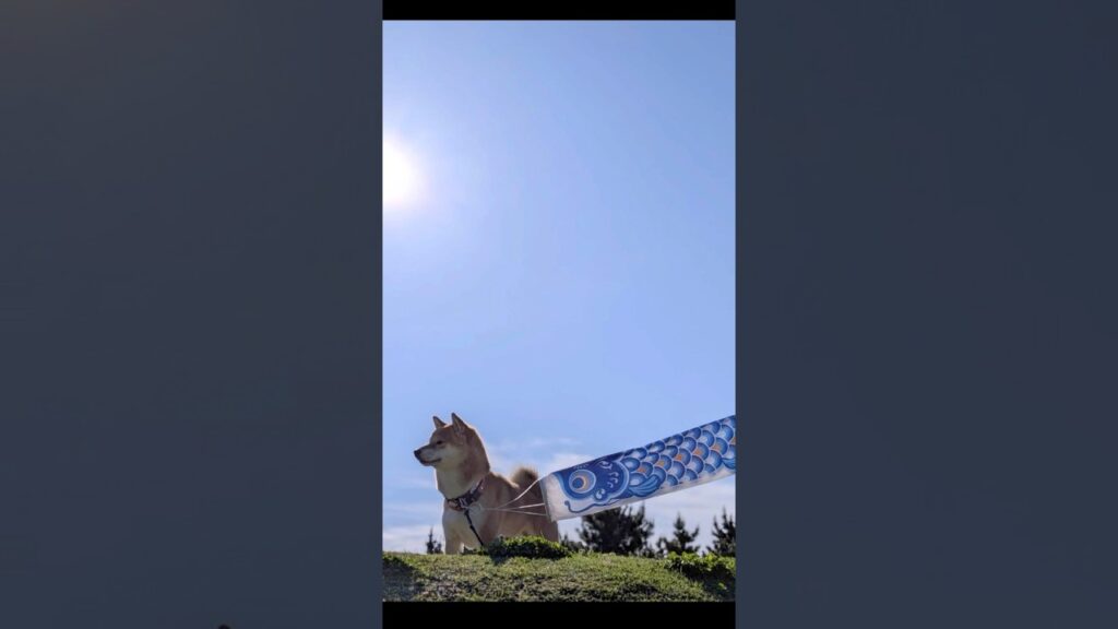 柴犬とん君、地元で開催されてる鯉のぼりフェスに行ってきたよ🎏　#柴犬　#柴犬とん
