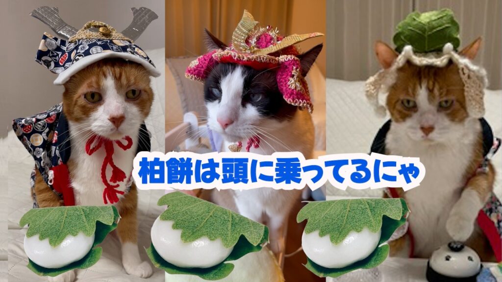 こどもの日に柏餅を高速モミモミで作るスノーシュー猫 Snowshoe cat making kashiwa mochi on Children’s Day こどもの日に柏餅を高速モミモミで作るスノーシュー猫 Snowshoe cat making kashiwa mochi on Children's Day