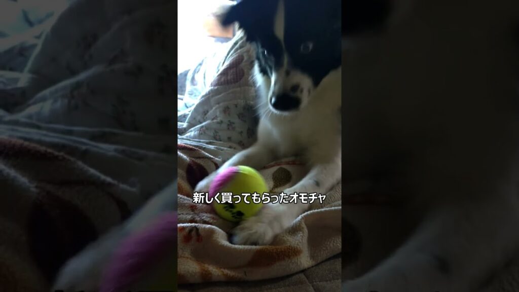 ネコみたいなノッカ #shorts #puppy #ボーダーコリー #ミニチュアアメリカンシェパード #子犬 #funny  #犬のいる暮らし #可愛い #ネコ #ボール #田舎