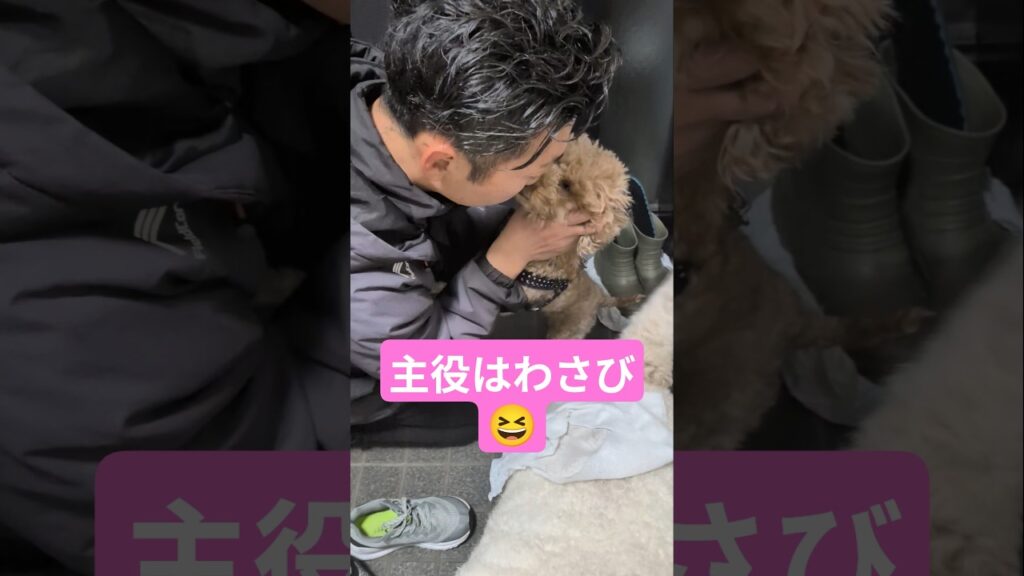 しっぽワイパー🤣#スタンダードプードル #トイプードル #ビションフリーゼ #3わんず #犬のいる生活 #癒し #愛犬 #犬 #犬動画 #多頭飼い #もふもふ