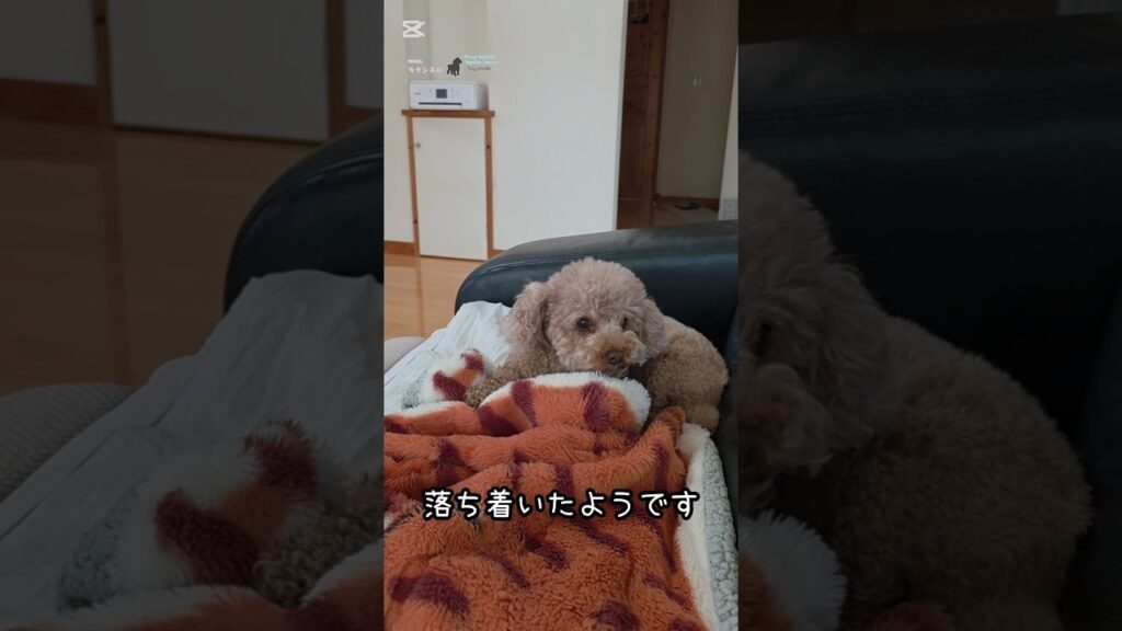 寝床を作るトイプードル#トイプードル #元気お届け #toypoodle #元気になる動画 #愛犬 #癒し #応援お願いします #犬のいる生活 #puppy #可愛い #いぬ #モフモフ犬