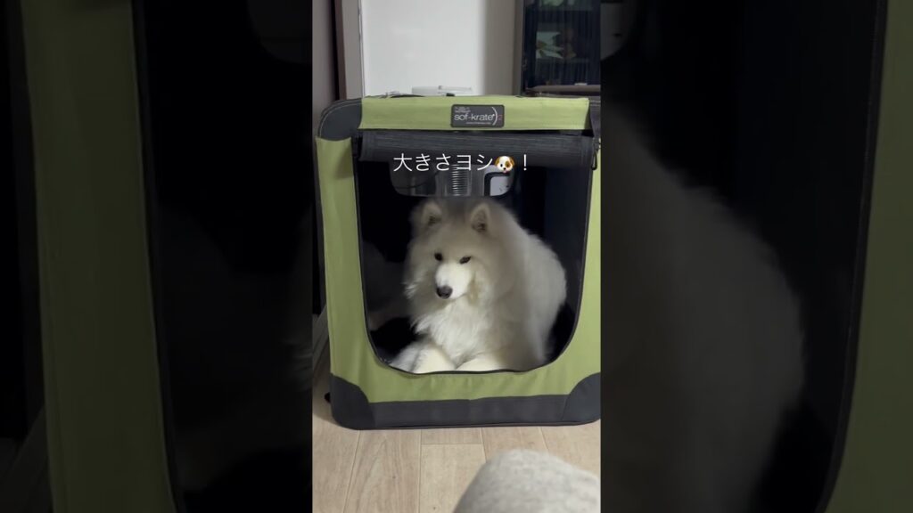 もしもの時の為に🐶#サモエド #samoyed #うるとらな #ブンちゃん #クレート