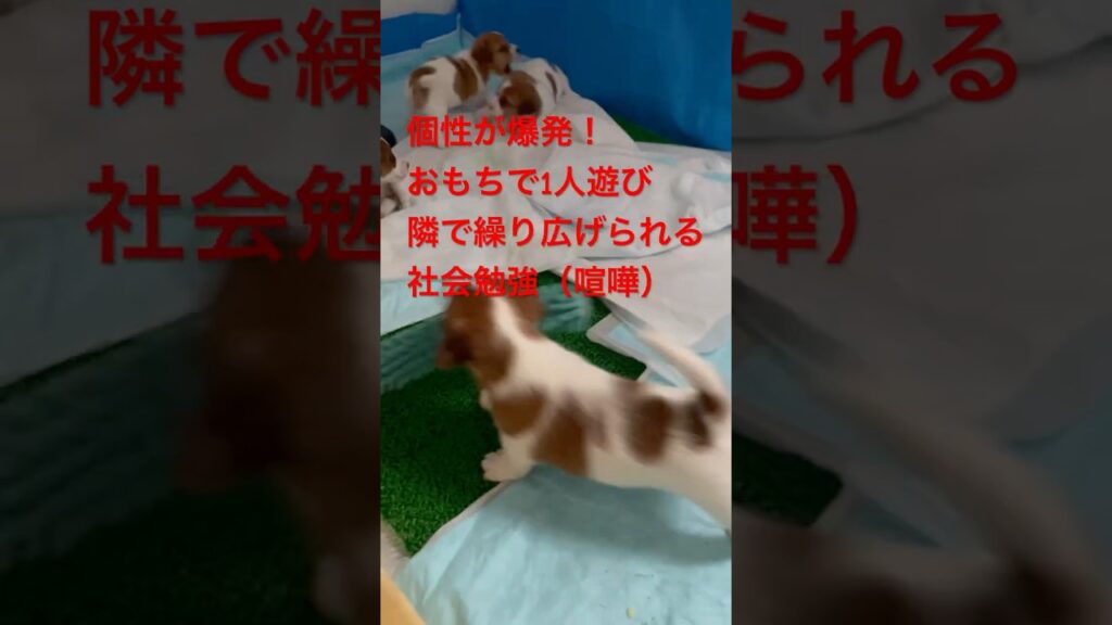 【カオス】1人遊びに夢中なパピーの横で、残りの兄妹は「社会勉強」という名の喧嘩中 #ジャックラッセルテリア #shorts #puppy #多頭飼い #犬のいる生活 #子犬 #遊び #成長 #可愛い