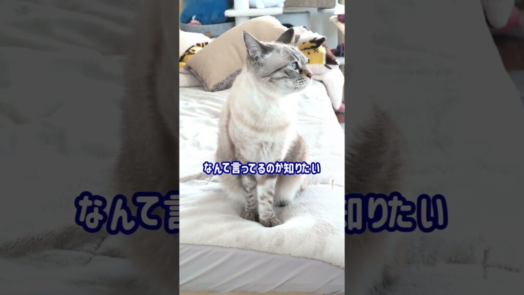 タレ目のシャムトラギャン鳴き#683 #shorts #鳴き声 #猫 #ねこのいる暮らし #cat