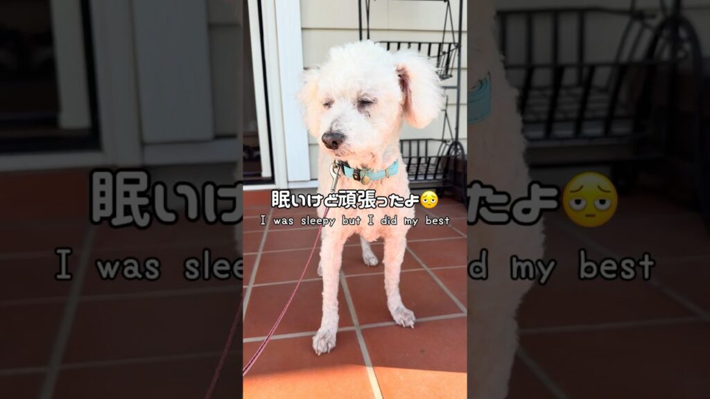 【クレアさん】我が家の見守り隊🐶💕 #トイプードル #かわいい犬 #愛犬との暮らし 【クレアさん】我が家の見守り隊🐶💕 #トイプードル #かわいい犬 #愛犬との暮らし