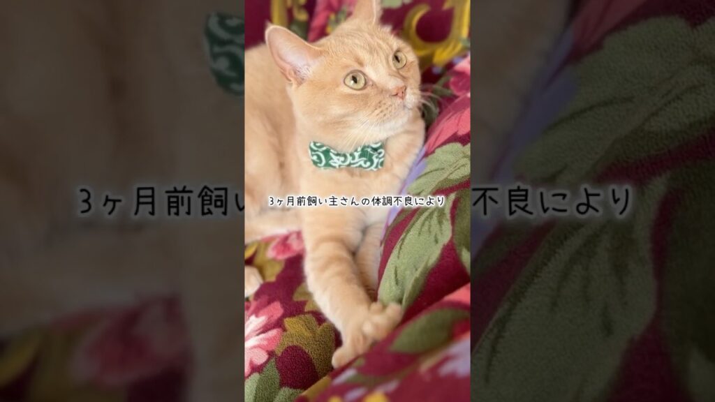 クールな先輩にゃんこ探しする新入り坊ちゃん #cat #保護 #スコティッシュフォールド#里親