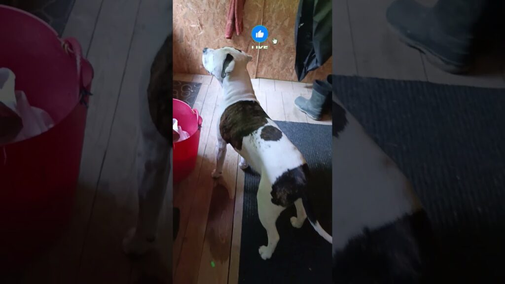 Jack & Charlie ♥️ Průzkum produktu na jaro 😄 #shortvideo #dogs #amstaff #jackandcharlie