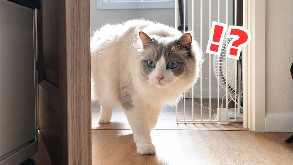 立ち入り禁止の部屋に入ってしまった猫の反応が可愛すぎるから見て…！