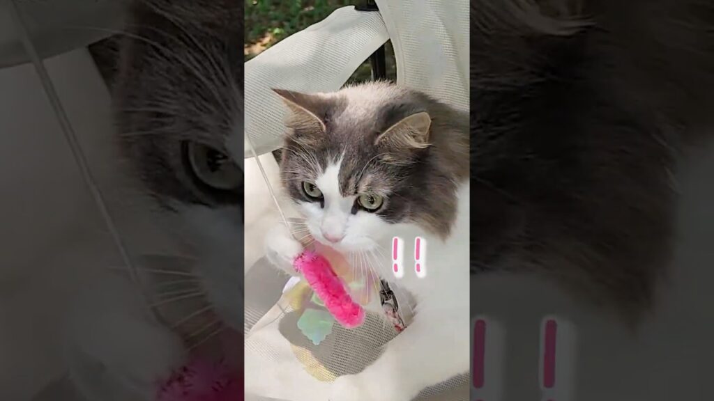 お外で猫じゃらし遊び