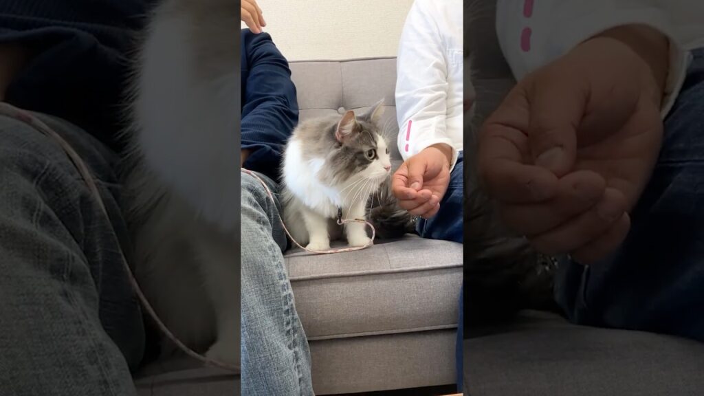 人見知りしない猫