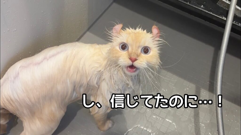 久しぶりのお風呂で裏切られた猫たちに大事件が起きましたwww 久しぶりのお風呂で裏切られた猫たちに大事件が起きましたwww