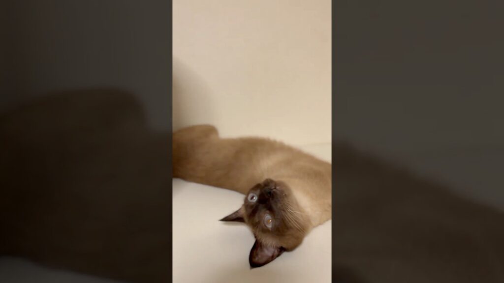 兄にゃんたち 😸 😸 が おひるね 😪 💤 から 起きてきたにゃ 💕 兄にゃんたち 😸 😸 が おひるね 😪 💤 から 起きてきたにゃ 💕