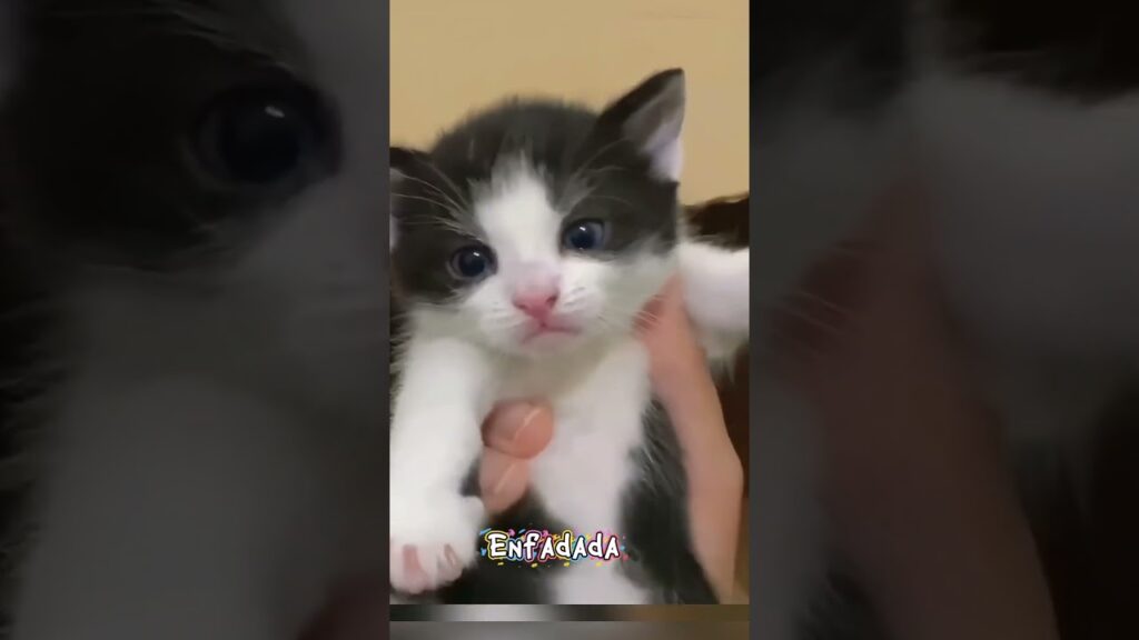 🐱💔 ¡NADIE ESPERABA ESTO! ¿QUIÉN ES EL VERDADERO PADRE DE LOS GATITOS? 😱🐾 #shortsfeed #animals 🐱💔 ¡NADIE ESPERABA ESTO! ¿QUIÉN ES EL VERDADERO PADRE DE LOS GATITOS? 😱🐾 #shortsfeed #animals
