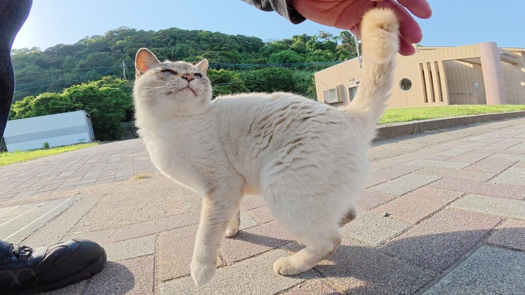 シャム猫がゴロンゴロンと転げ回って「帰らないで!」と訴えてくる シャム猫がゴロンゴロンと転げ回って「帰らないで!」と訴えてくる