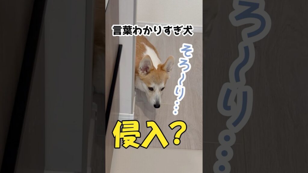 侵入を試みるコーギーとのやりとりw #corgi #コーギー #犬 侵入を試みるコーギーとのやりとりw #corgi #コーギー #犬