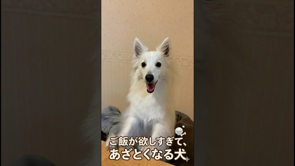 ご飯が欲しすぎて、あざとくなる犬🐶#日本スピッツ #日本スピッツの李白 #狐狸犬 #日本狐狸犬 #japanesspitz #spitz #shorts #dog #あざとい #食いしん坊 #いぬ ご飯が欲しすぎて、あざとくなる犬🐶#日本スピッツ #日本スピッツの李白 #狐狸犬 #日本狐狸犬 #japanesspitz #spitz #shorts #dog #あざとい #食いしん坊 #いぬ