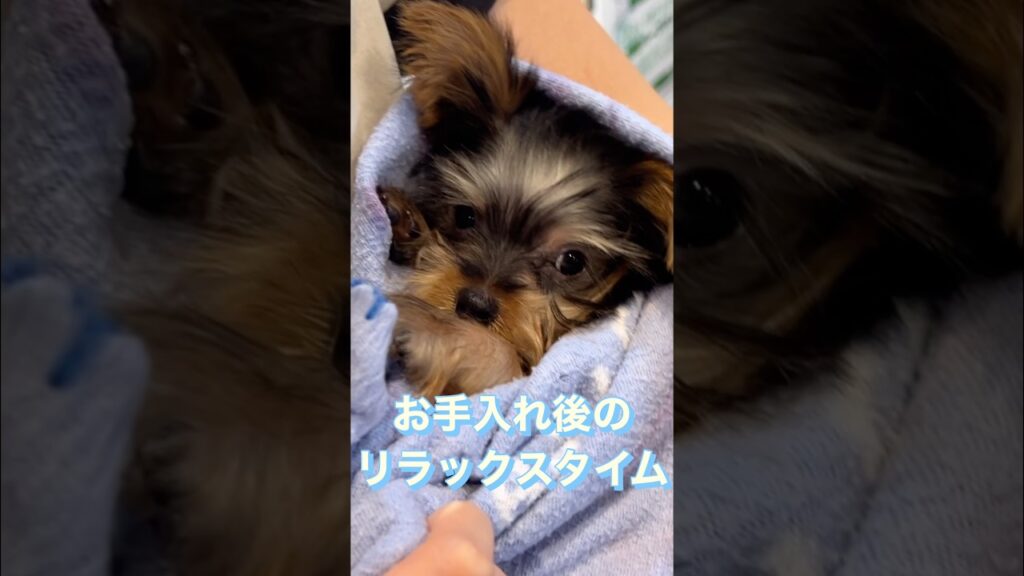 【ヨークシャーテリア】お手入れ後の貴重なお包みリラックスタイム！#ヨークシャーテリア #ヨーキー #のんびり #かわいい犬 #可愛い #癒し