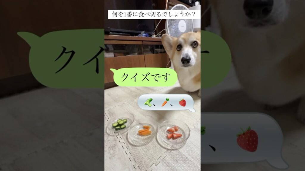 「コーギークイズ」どれを先に食べ切るでしょうか？#コーギー犬 #コーギーと暮らす #食いしん坊　#きゅうり　#にんじん　#いちご  #クイズ
