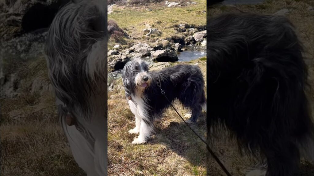A splash and roll! #snowdonia #hikingwithdogs #beardedcollie #dogwalk #stream #dogrolling #shorts A splash and roll! #snowdonia #hikingwithdogs #beardedcollie #dogwalk #stream #dogrolling #shorts