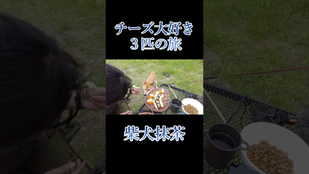 3匹でキャンプ 揺れるキャンピングカー【柴犬 抹茶】【Shiba Inu】 #うまいもん工房kei #柴犬 #キャンピングカー#shorts 3匹でキャンプ 揺れるキャンピングカー【柴犬 抹茶】【Shiba Inu】 #うまいもん工房kei #柴犬 #キャンピングカー#shorts