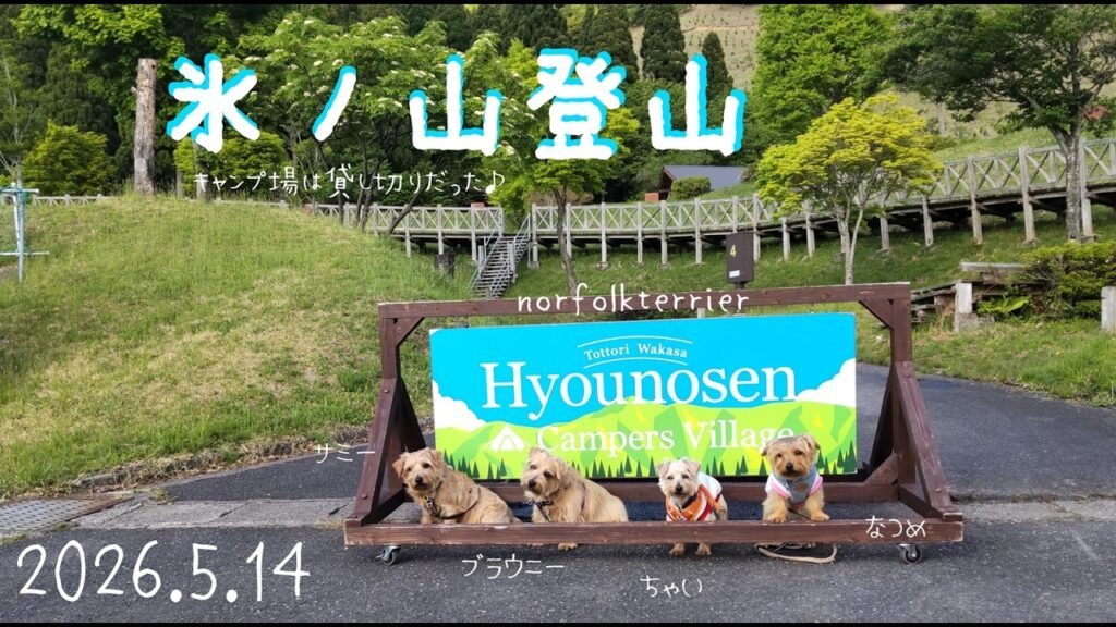 【ノーフォークテリア】13年の願い。氷ノ山登山