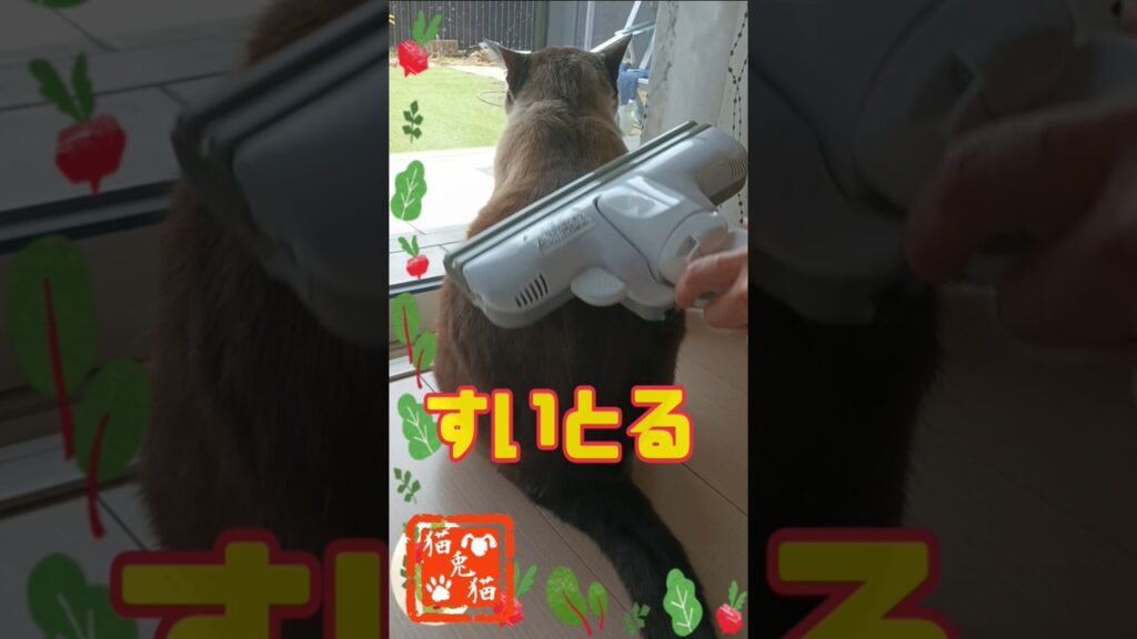 外を眺めてるついでに #tnr #スノーシュー猫 #ねこ #ねこ #cat #cat #猫のいる暮らし #さくら猫 #保護猫 #おっとり猫 #ネコ #にゃんとにゃん 外を眺めてるついでに #tnr #スノーシュー猫 #ねこ #ねこ #cat #cat #猫のいる暮らし #さくら猫 #保護猫 #おっとり猫 #ネコ #にゃんとにゃん