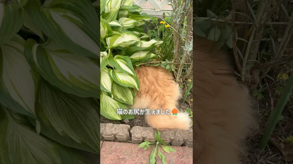 トカゲを探す猫の男の子たち【サイベリアン・ずんだ・こしあん・小倉】 #shorts #サイベリアン  #猫 #男の子 #トカゲ