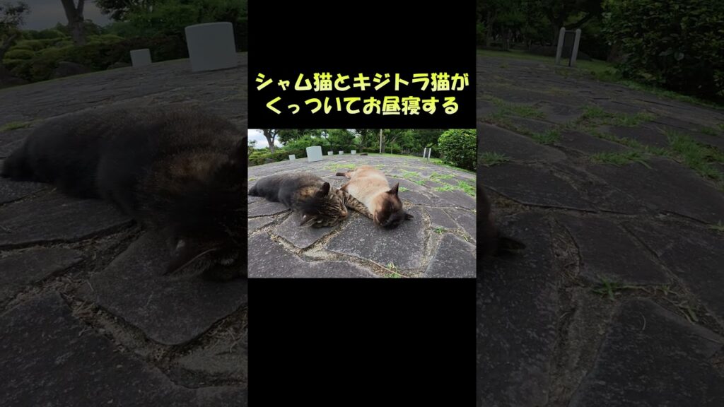 シャム猫とキジトラ猫がくっついてお昼寝する #猫 #ねこ #cat シャム猫とキジトラ猫がくっついてお昼寝する #猫 #ねこ #cat