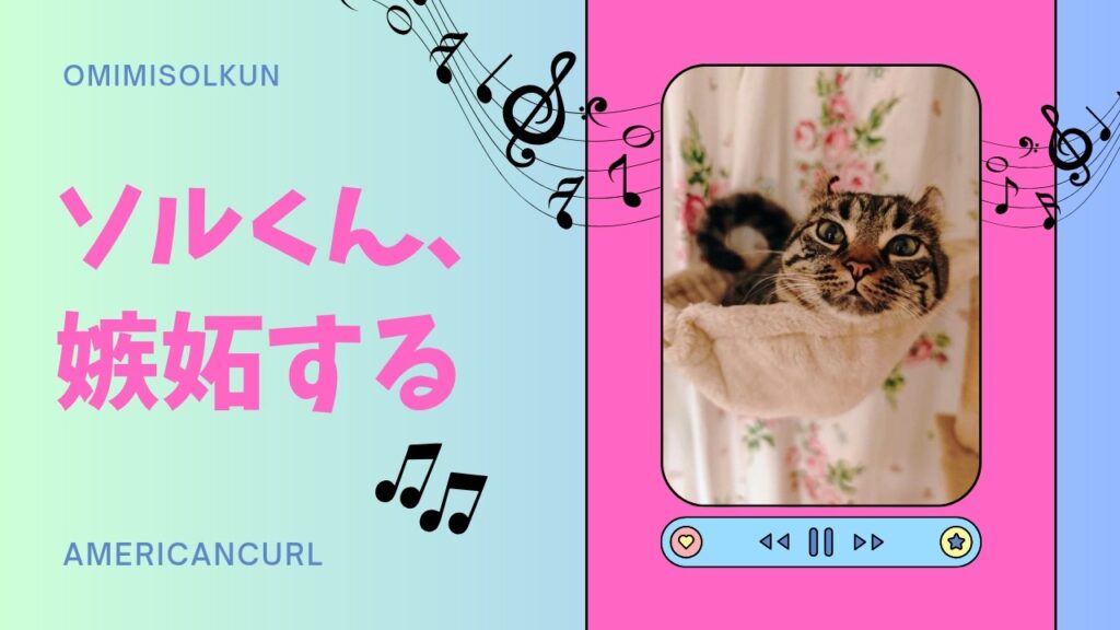【アメリカンカール】ソルくん嫉妬する