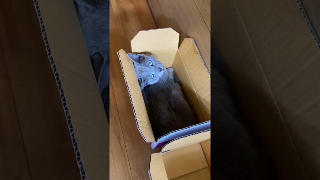 【猫のいる暮らし】ロシアンブルーを探す 【猫のいる暮らし】ロシアンブルーを探す