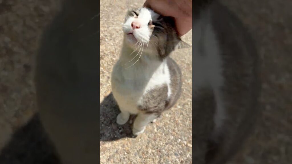 丸っこいボディで懐っこい笑顔かわいいキジ白猫ちゃんとチャシー #Shorts 丸っこいボディで懐っこい笑顔かわいいキジ白猫ちゃんとチャシー #Shorts