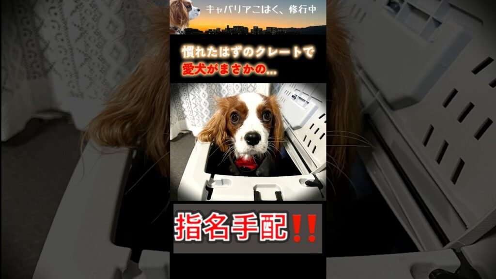 愛犬のクレート拒否‼️その理由が予想外すぎた😂　#クレート#犬 #おしっこ #キャバリア