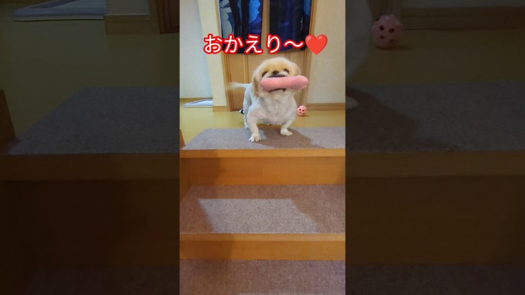 おかえり〜❤️ #すごい #癒し #dog #犬 #ペキニーズ#可愛い
