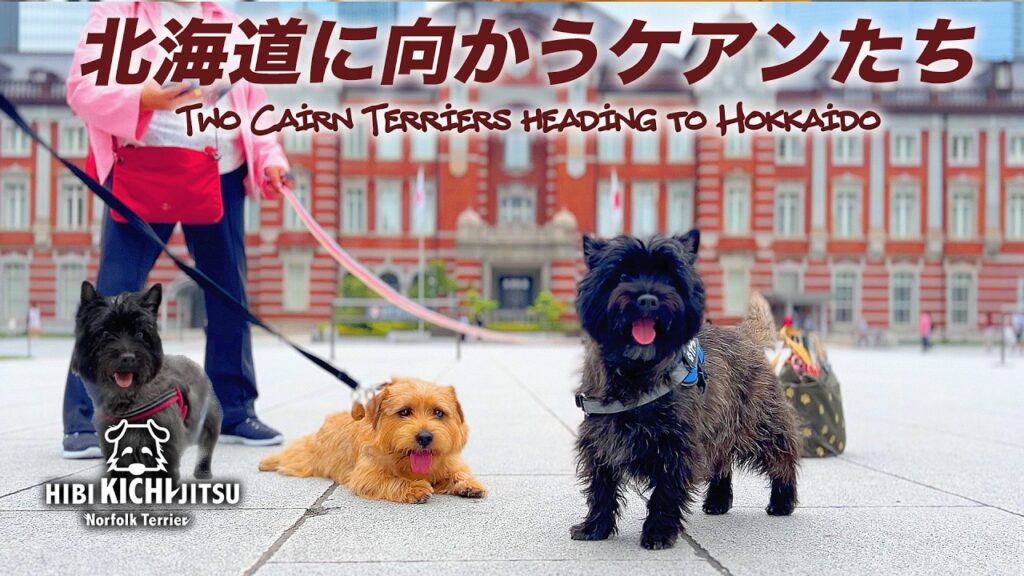 愛犬キチ 東京駅でケアーンテリア達に出会う 【terrier cairnterrier ノーフォークテリア norfolkterrier 】 愛犬キチ 東京駅でケアーンテリア達に出会う 【terrier cairnterrier ノーフォークテリア norfolkterrier 】