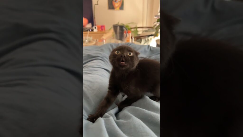 He’s showing how ferocious he is He’s showing how ferocious he is