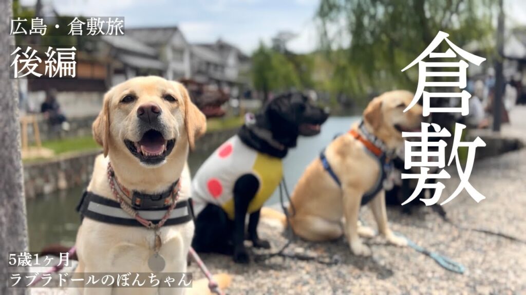 【ラブラドール#186】広島・倉敷旅② 飼い主と離れて緊張顔…ぼんちゃんと倉敷散策★labrador retriever ラブラドールレトリバー 大型犬 【ラブラドール#186】広島・倉敷旅② 飼い主と離れて緊張顔…ぼんちゃんと倉敷散策★labrador retriever ラブラドールレトリバー 大型犬