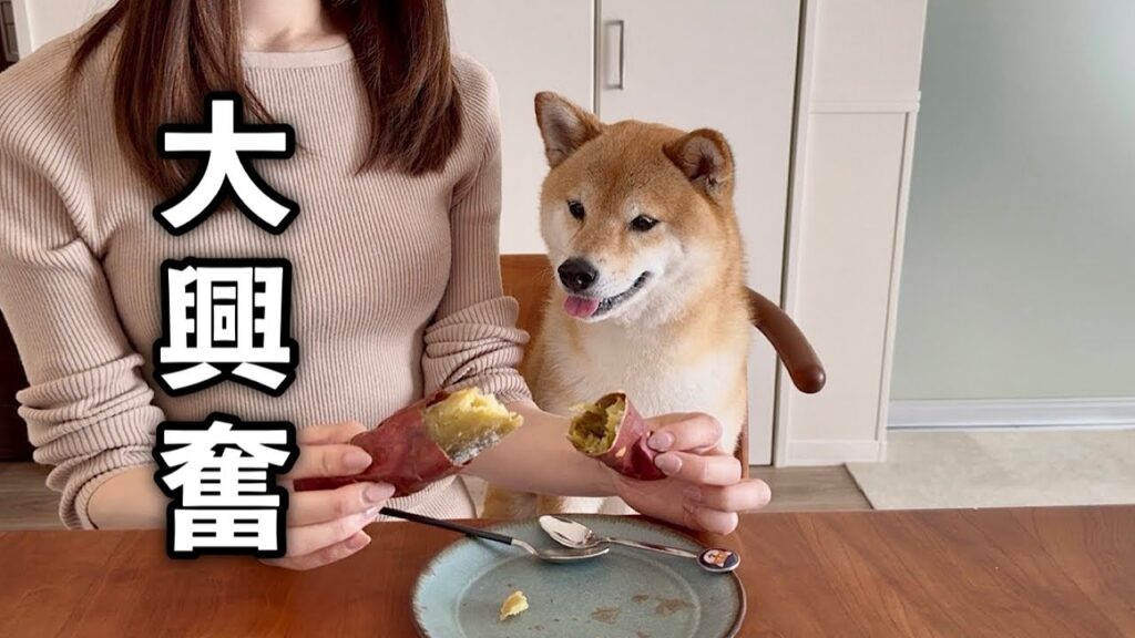 ハプニングに見舞われるも無事大好きな焼き芋が食べれて喜びが抑えられない柴犬 ハプニングに見舞われるも無事大好きな焼き芋が食べれて喜びが抑えられない柴犬