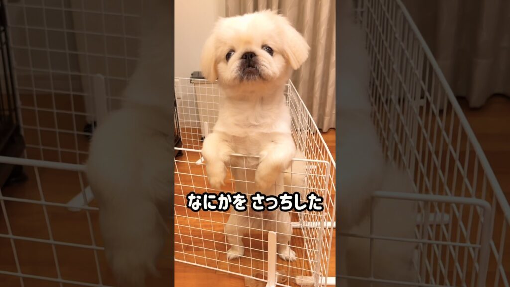 ブルーベリーを渡したらこうなった犬