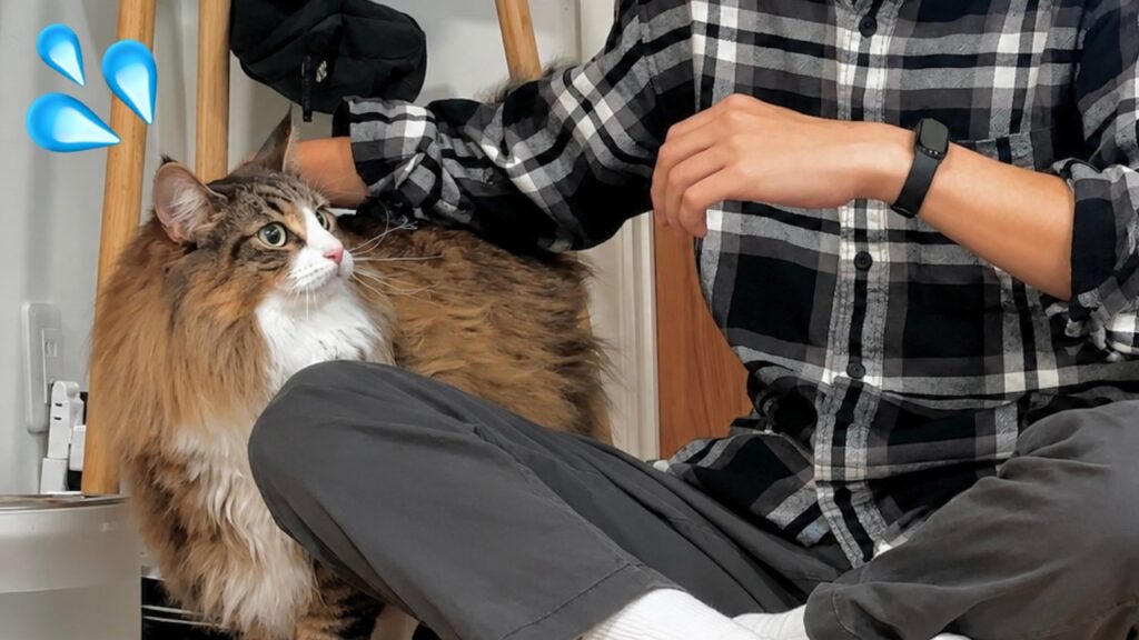 家に突然「視聴者さん」がやってくる大事件勃発！猫ちゃんも飼い主も大パニックの様子がこちらです