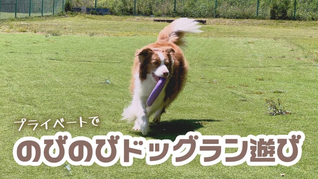 休日にのんびりドッグランに遊びに行ったよ🥏🐕【ボーダーコリー・オーストラリアンシェパード】 休日にのんびりドッグランに遊びに行ったよ🥏🐕【ボーダーコリー・オーストラリアンシェパード】