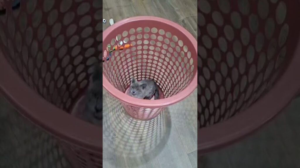 Cat surprises 😮 🐈 😻 🐈‍⬛️ #cat #1milio #kitten #like #funny #viral #pets #kitty #mycat #kittytv #lol